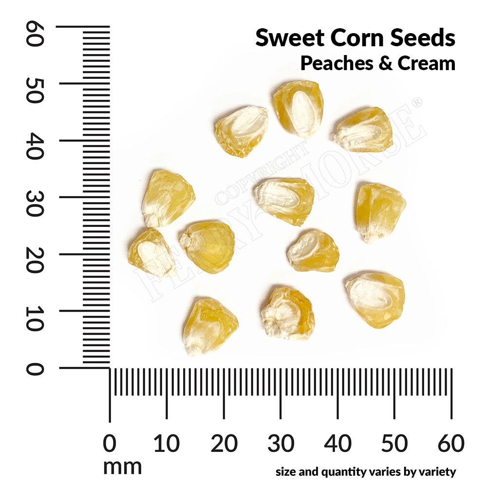 Sweet corn peaches and cream seed spill and measurement